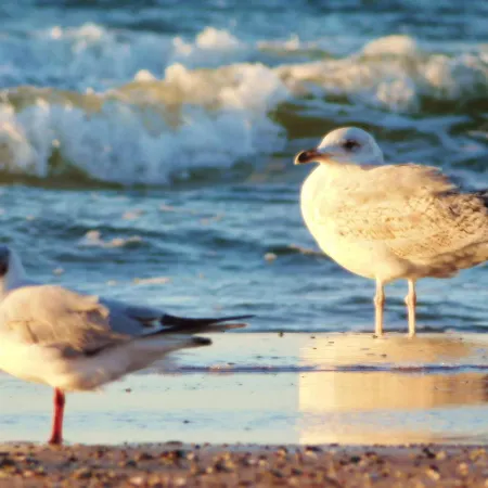 Al-dom Gold Kołobrzeg