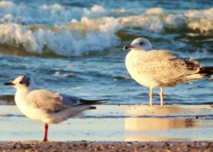 Al-dom Gold Kołobrzeg